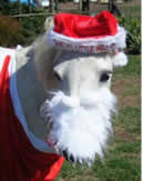 Santa Alf